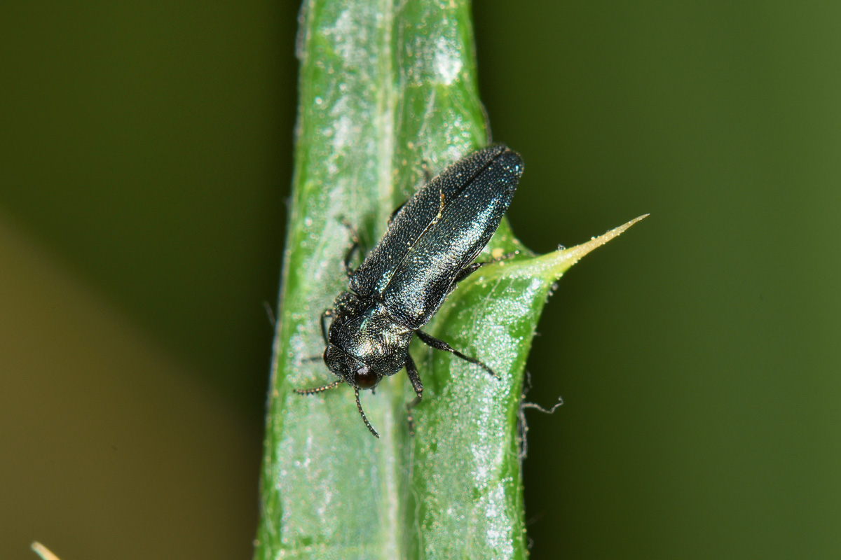 Buprestidae: Meliboeus parvulus (= violaceus)